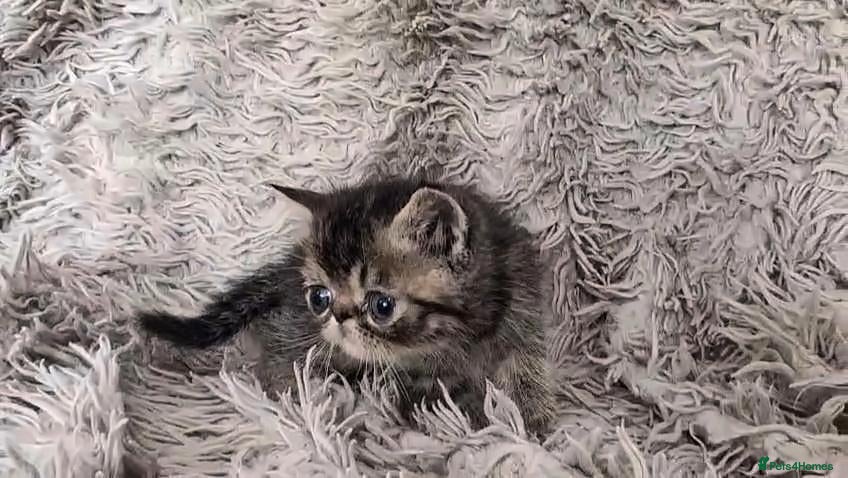 Persian cats for sale: Beautiful Persian kittens - Advert 2