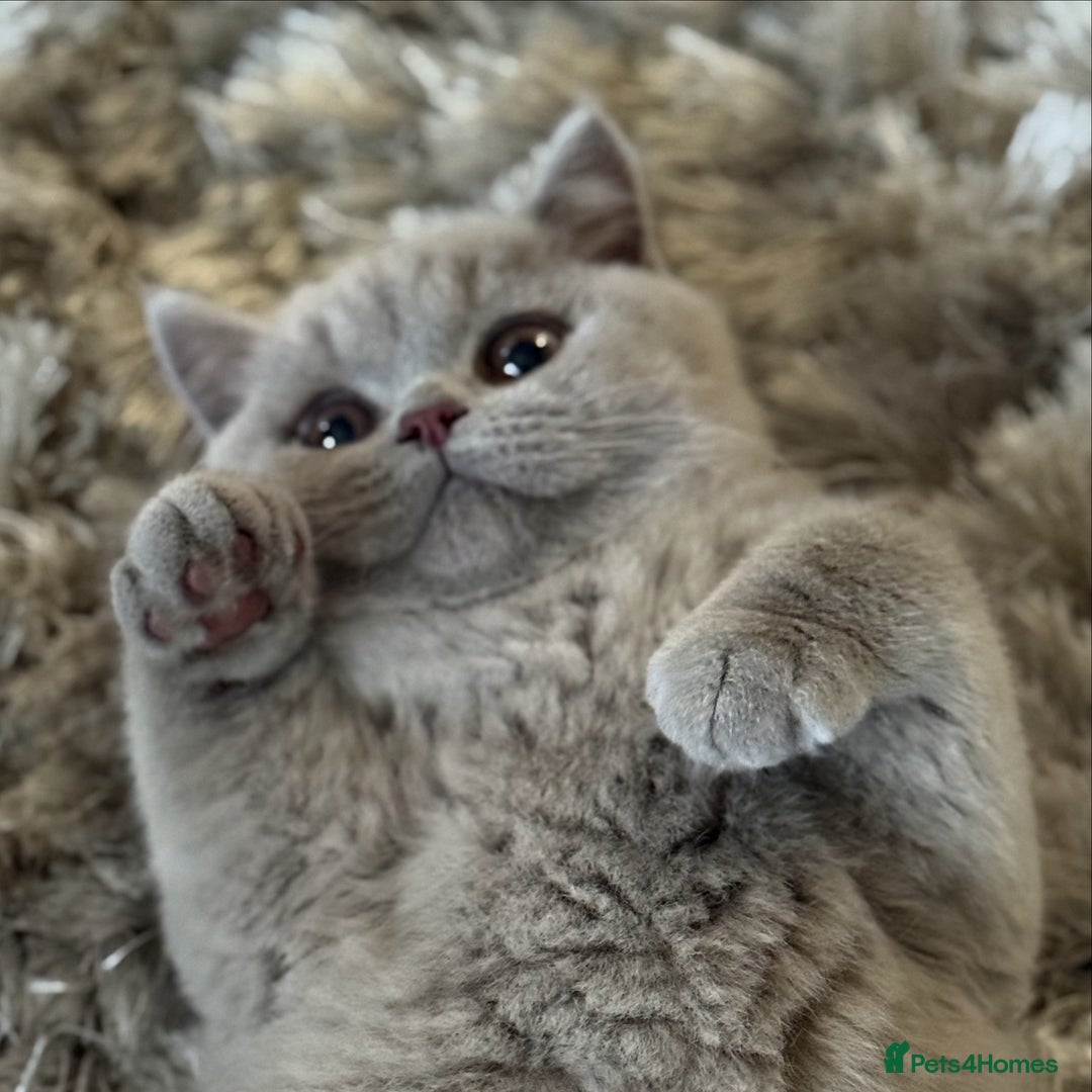 British Shorthair cats for sale: 🩷COMING SOON BUSHTAIL BABIES💙 - Image 14