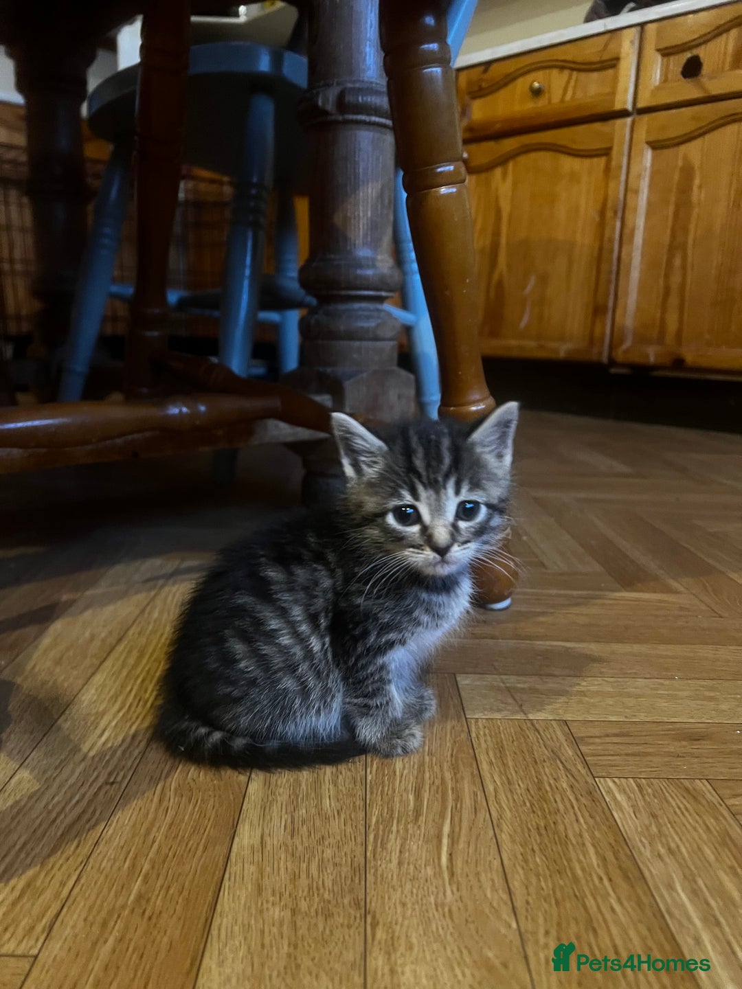 Mixed Breed cats for sale: Adorable Kittens Ready to Leave soon - Advert 12