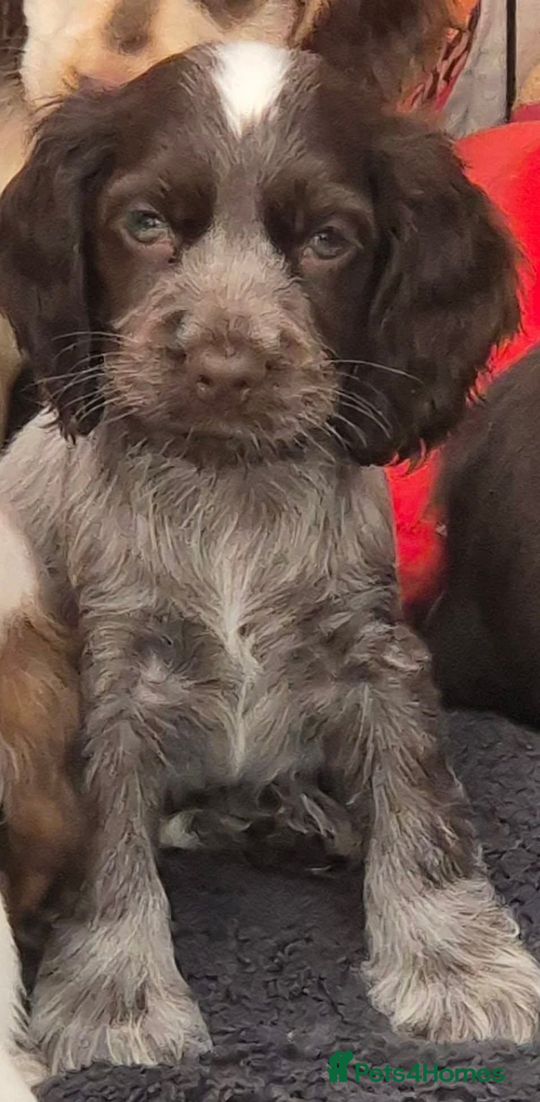 Cocker Spaniel dogs for sale: Beautiful Show Cocker Chocolate Roan Girl  - Advert 3