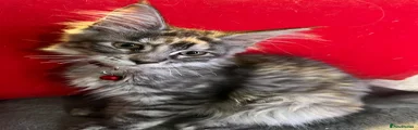 Maine Coon 3