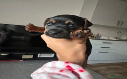 Jack Russell dogs for sale: Beautiful Jack Russell Puppies  - Image 22