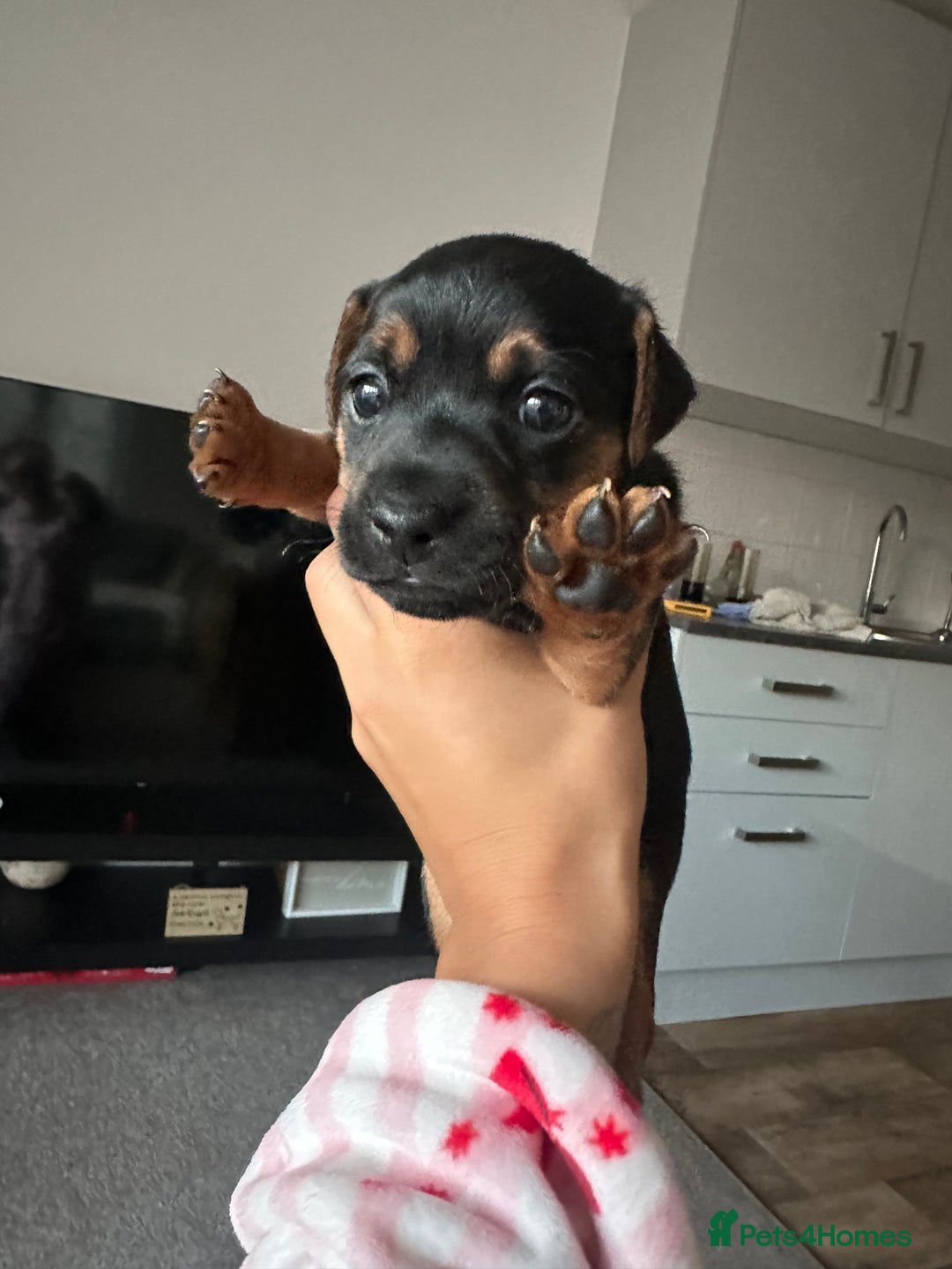 Jack Russell dogs for sale: Beautiful Jack Russell Puppies  - Image 22