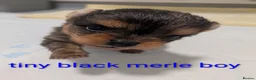 Pomeranian dogs for sale: Pedigree Pomeranian puppy's  - Advert 16