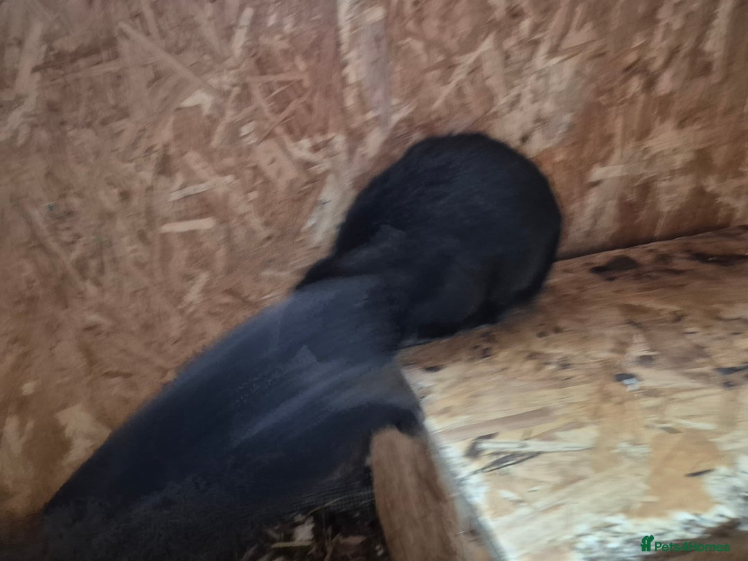 Mini Lop rabbits for sale: Mini Lop Rabbits - Image 2