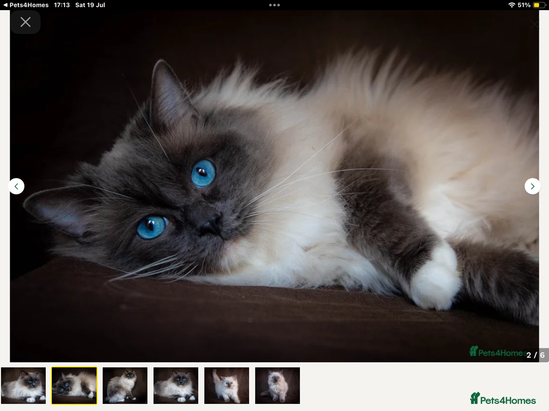 Burmese cats for sale: Exquisite Tonkdolls - Image 3
