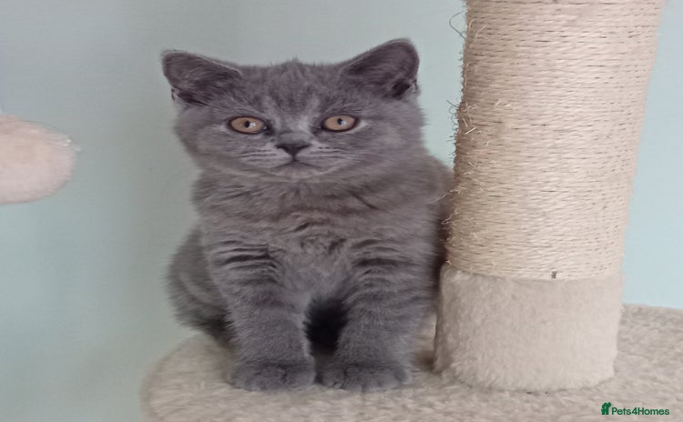British Shorthair cats - Advert 12