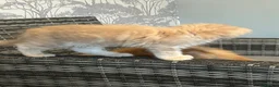 Maine Coon cats for sale: READY TO LEAVE PRICE REDUCTION  😻😻 - Advert 5