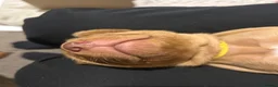 Hungarian Vizsla dogs for sale: Chunky KC Registered Hungarian Vizsla Puppies in Littleborough - Advert 7