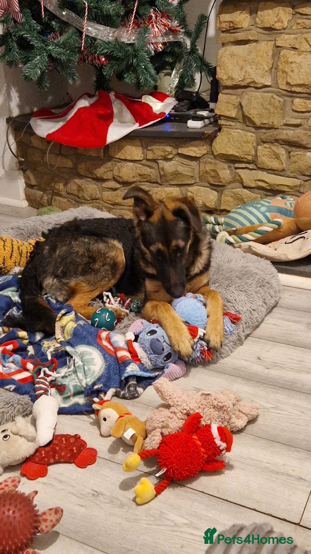 Mixed Breed dogs for sale: 8 month old Shepadoodle - Advert 1