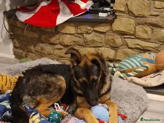 Mixed Breed dogs 8 month old Shepadoodle - Advert 1