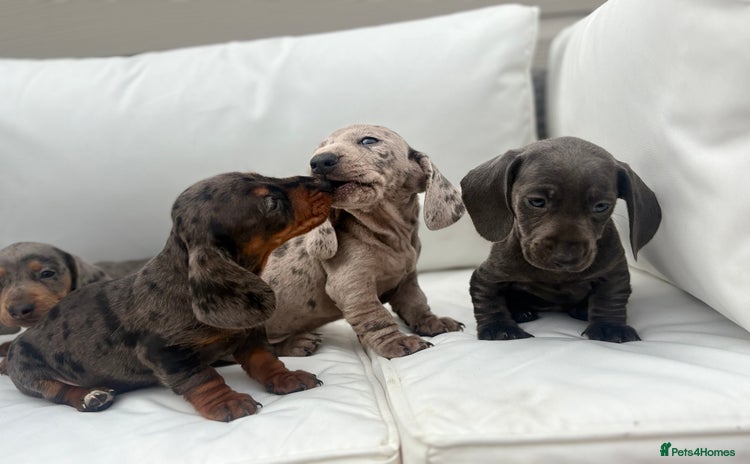 Miniature Dachshund dogs - Advert 11