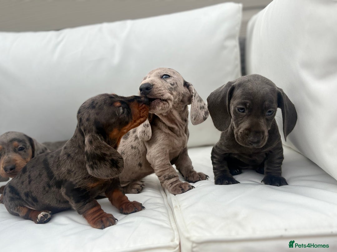Miniature Dachshund dogs for sale: Beautiful babies - Image 1