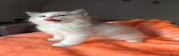 Ragdoll cats for sale: Beautiful two GCCF kittens. Blue Bicolour Ragdolls - Advert 3