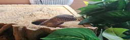 Leopard Gecko reptiles for sale: Leopard gecko full set up ready to go - Advert 4