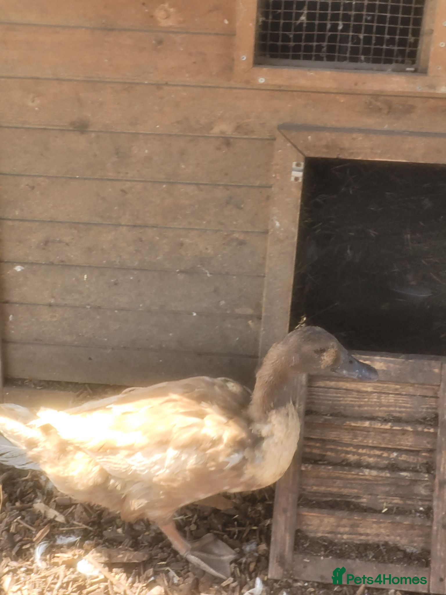 Ducks poultry Female Khaki Campbell duck for sale - Advert 1