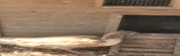 Ducks poultry for sale: Female Khaki Campbell duck for sale - Advert 1