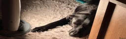 Sheprador dogs for sale: Oreo 3 years  in Nottingham - Advert 4