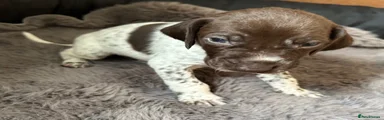 German Shorthaired Pointer Puppy 6