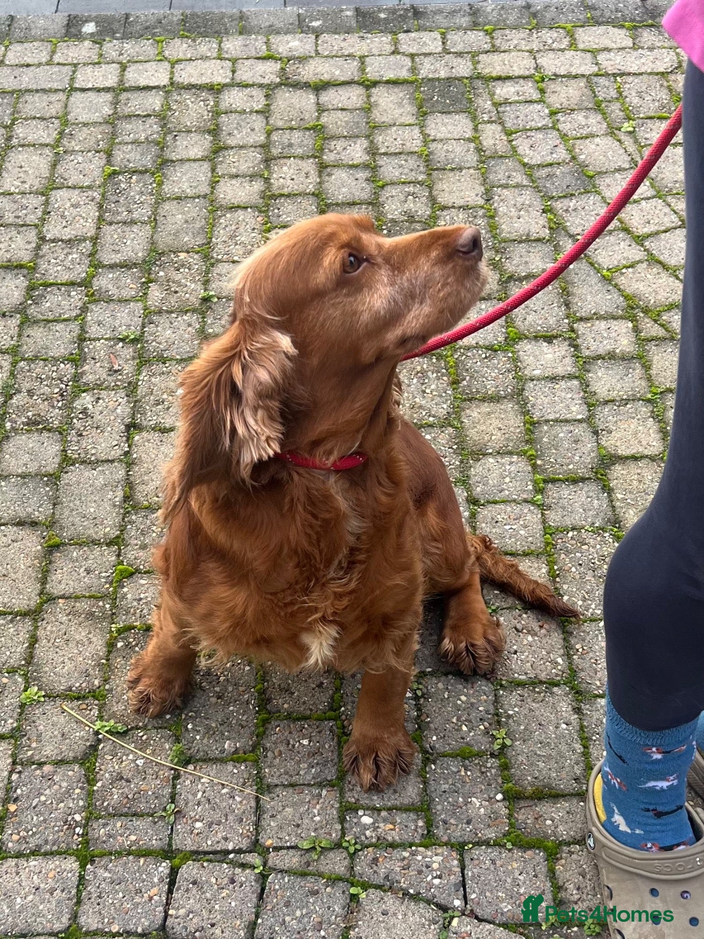 Cocker Spaniel dogs for sale: Retired Cocker mum - Advert 3