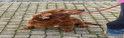 Cocker Spaniel dogs for sale: Retired Cocker mum - Advert 2
