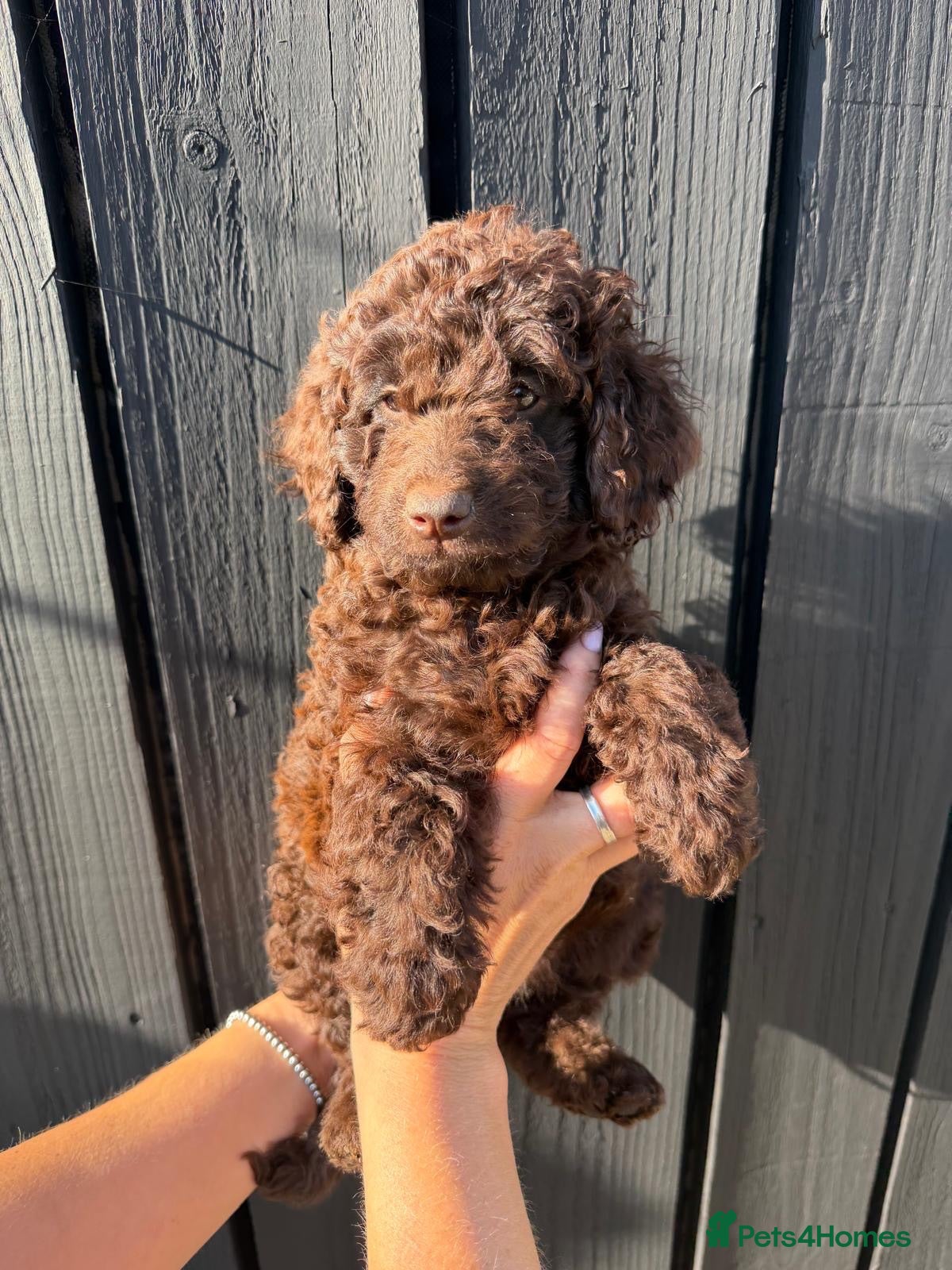 Cockapoo dogs ✨Ready now ✨ F1B Cockapoo Puppies 4 Left  - Advert 2