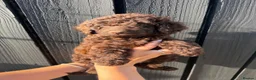 Cockapoo dogs for sale: ✨Ready now ✨ F1B Cockapoo Puppies 4 Left  - Advert 19