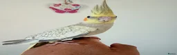 Cockatiels birds for sale: BEAUTIFUL BABY COCKATIELS NEW CAGES AVAILABLE  - Advert 20