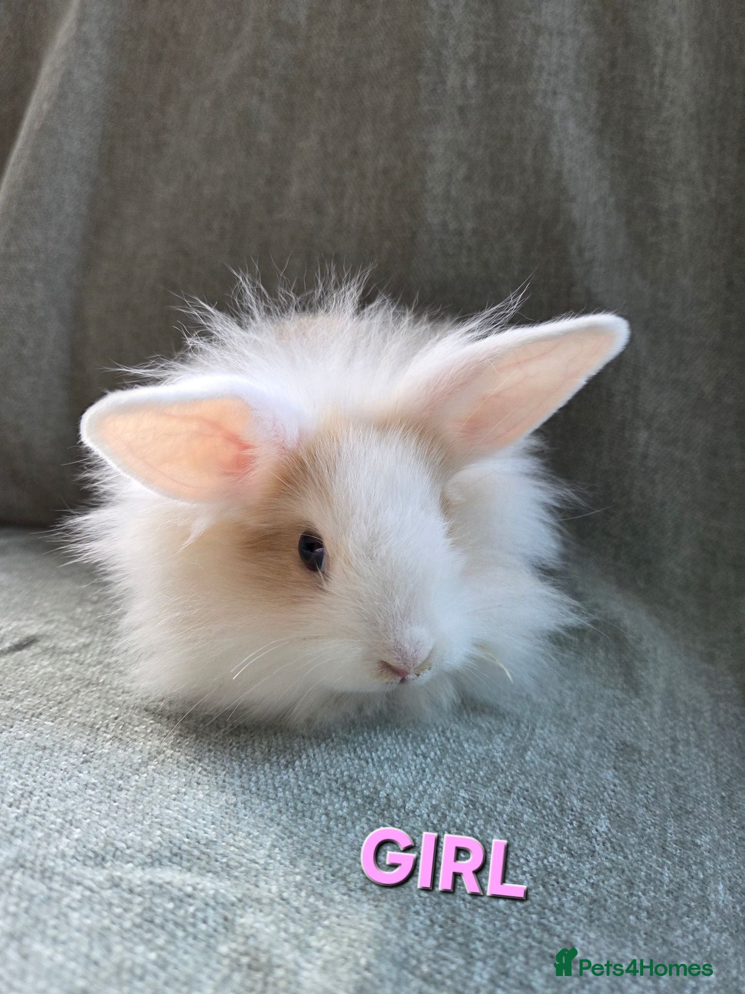 Lionhead rabbits Very Tame lion heads bunnies ☆ready now - Advert 2