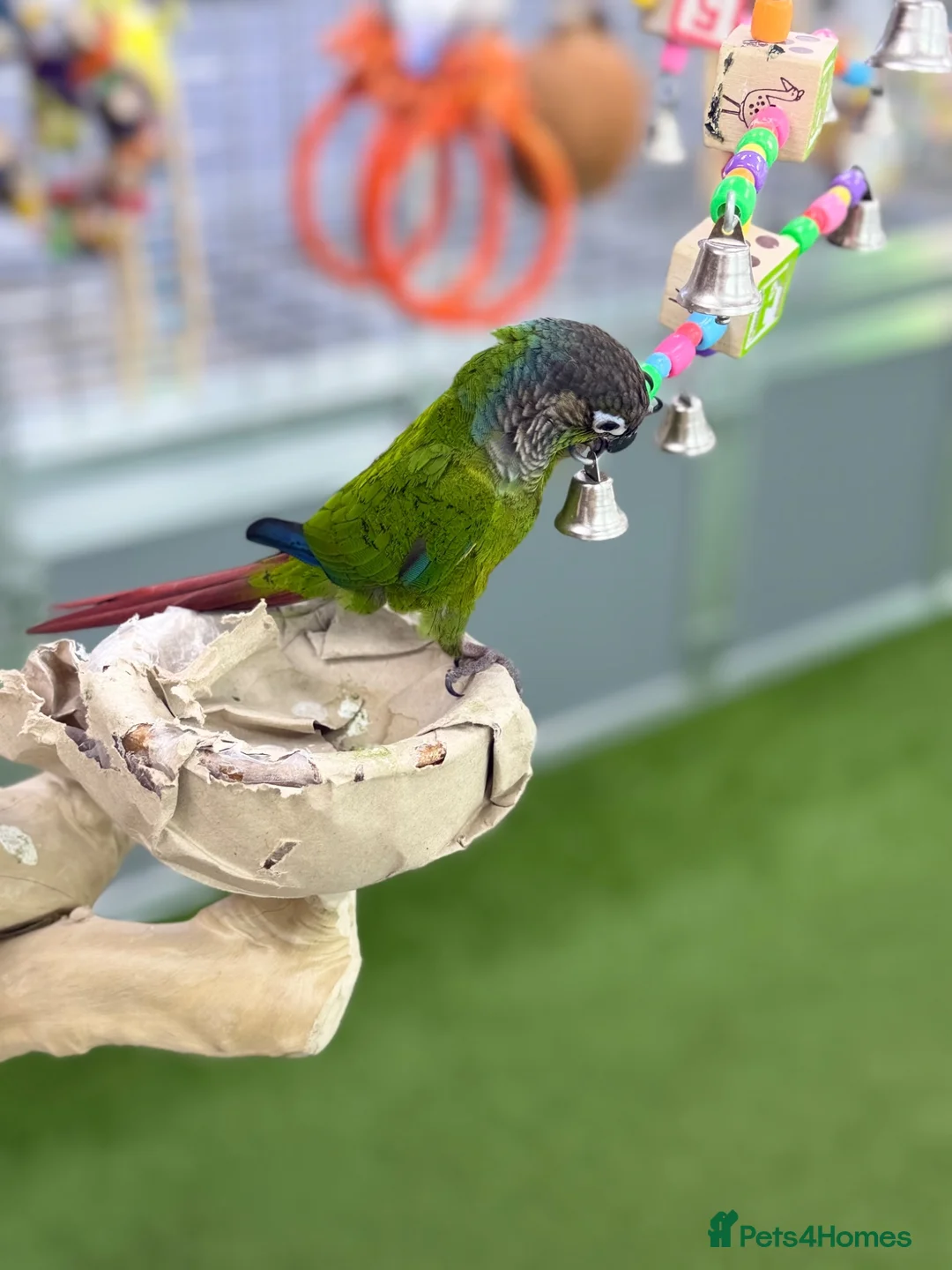Conures birds for sale: Pineapple conure and green cheek conure  - Advert 12