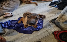 Mixed Breed dogs for sale: 2 dog bordeaux mixed - Image 1