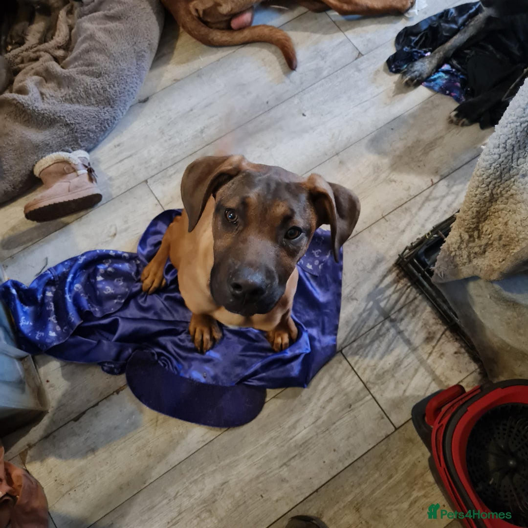 Mixed Breed dogs for sale: 2 dog bordeaux mixed - Image 1