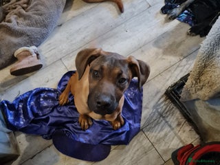 Mixed Breed dogs - Advert 22