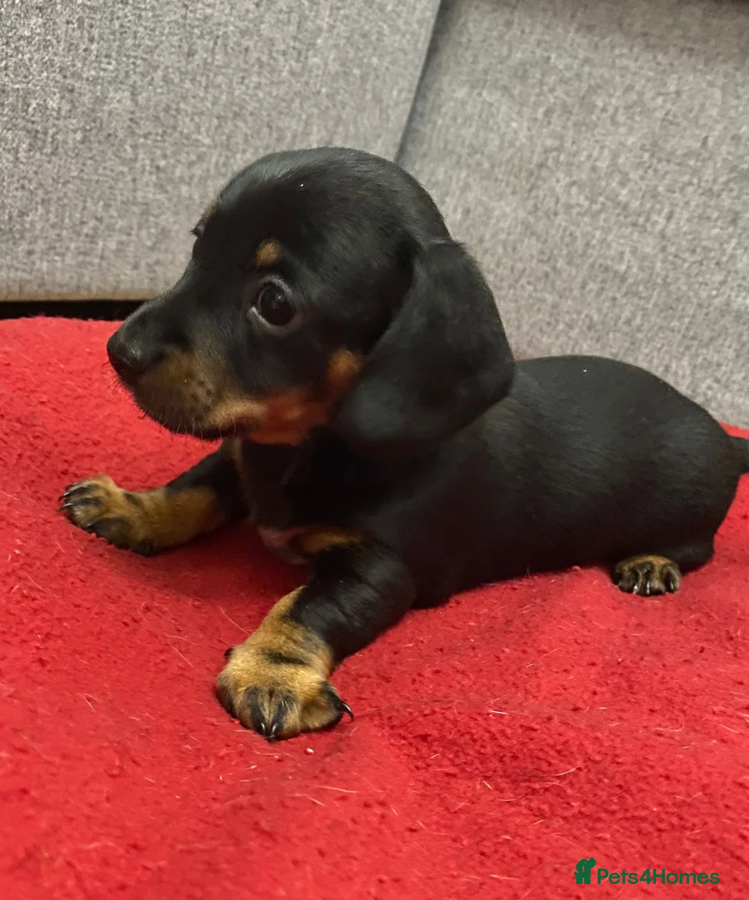 Miniature Dachshund dogs for sale: Beautiful Daches  - Advert 12