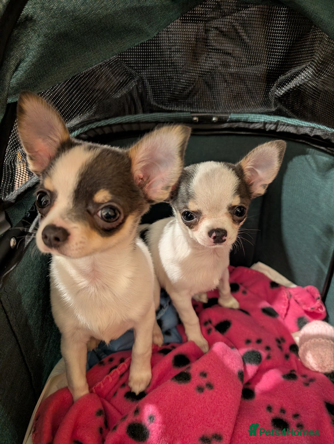 Chihuahua dogs for sale: Smoothcoat Chihuahua puppies  - Advert 1
