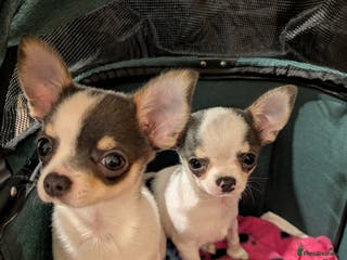 Chihuahua dogs Smoothcoat Chihuahua puppies - Advert 3