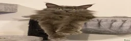 Maine Coon cats for sale: 💙*🔥*SOLID BLUE MAINE COON FEMALE*🔥*💙 - Advert 4