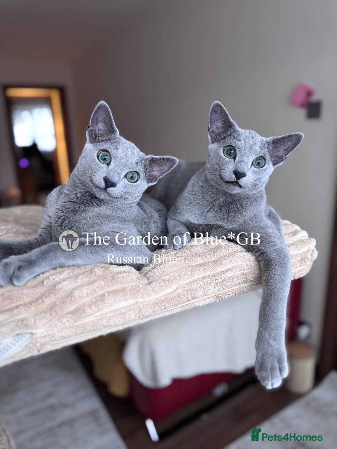 Russian Blue cats for sale: Adorable 6-Month-Old Russian Blue Kittens - Advert 2