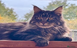 Maine Coon cats for sale: Beautiful Maine Coon Male - Image 14