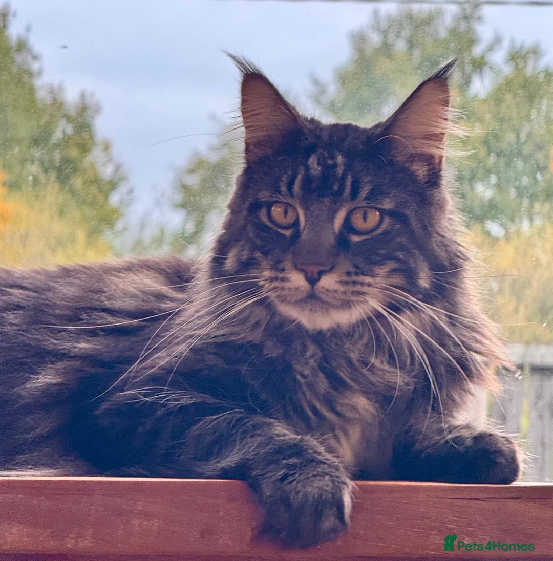 Maine Coon cats for sale: Beautiful Maine Coon Male - Image 14