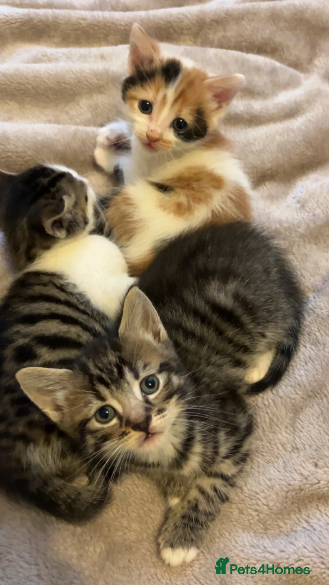Mixed Breed cats for sale: 3 Adorable and loving Kittens - Advert 1