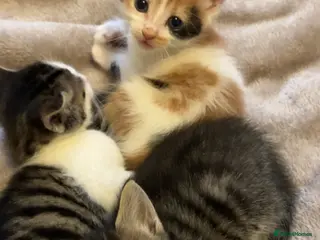 Mixed Breed cats 3 Adorable and loving Kittens - Advert 2