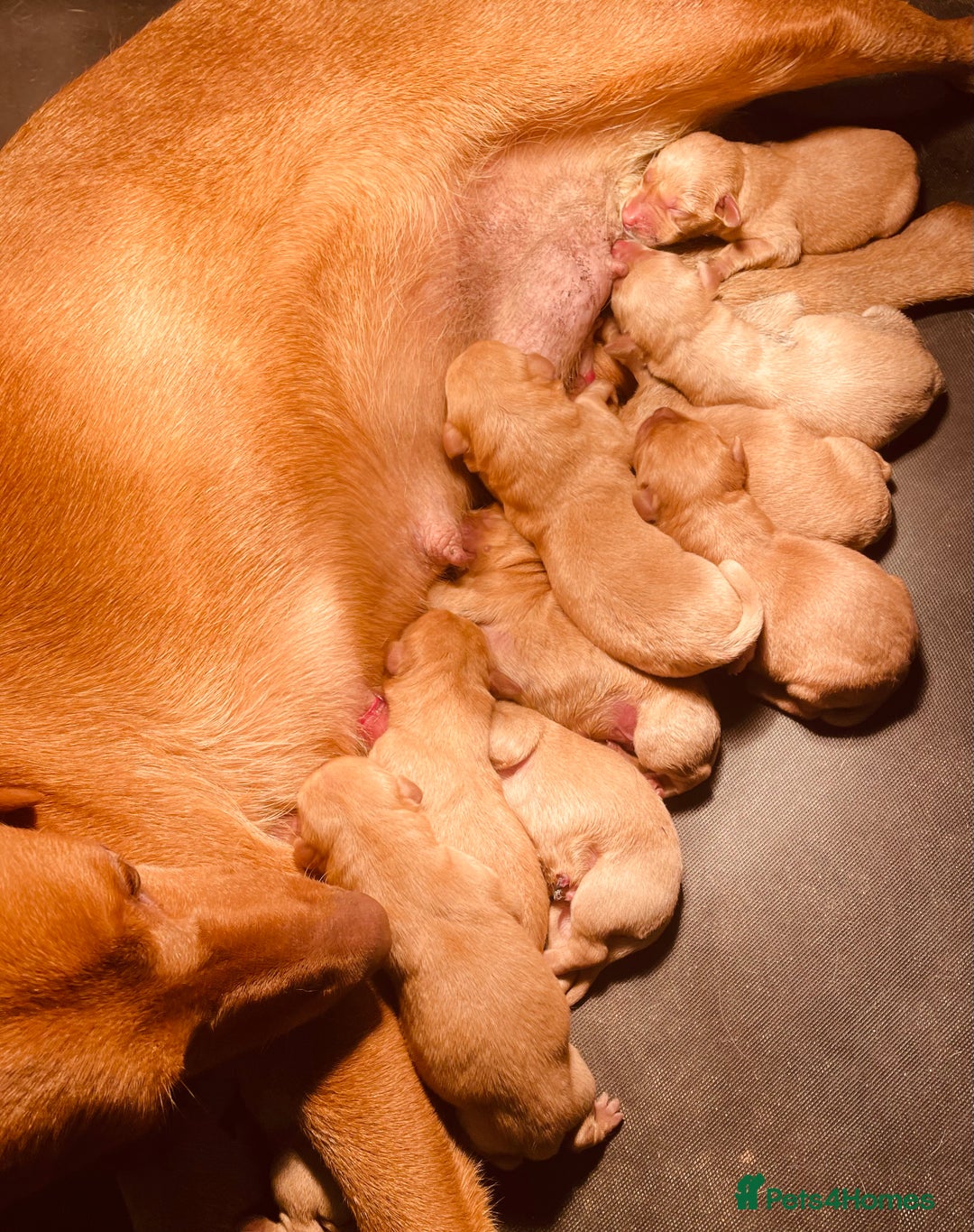 Labrador Retriever dogs for sale: Fox Red KC Reg Labrador Pups - Advert 4