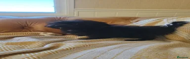 Mixed Breed 6