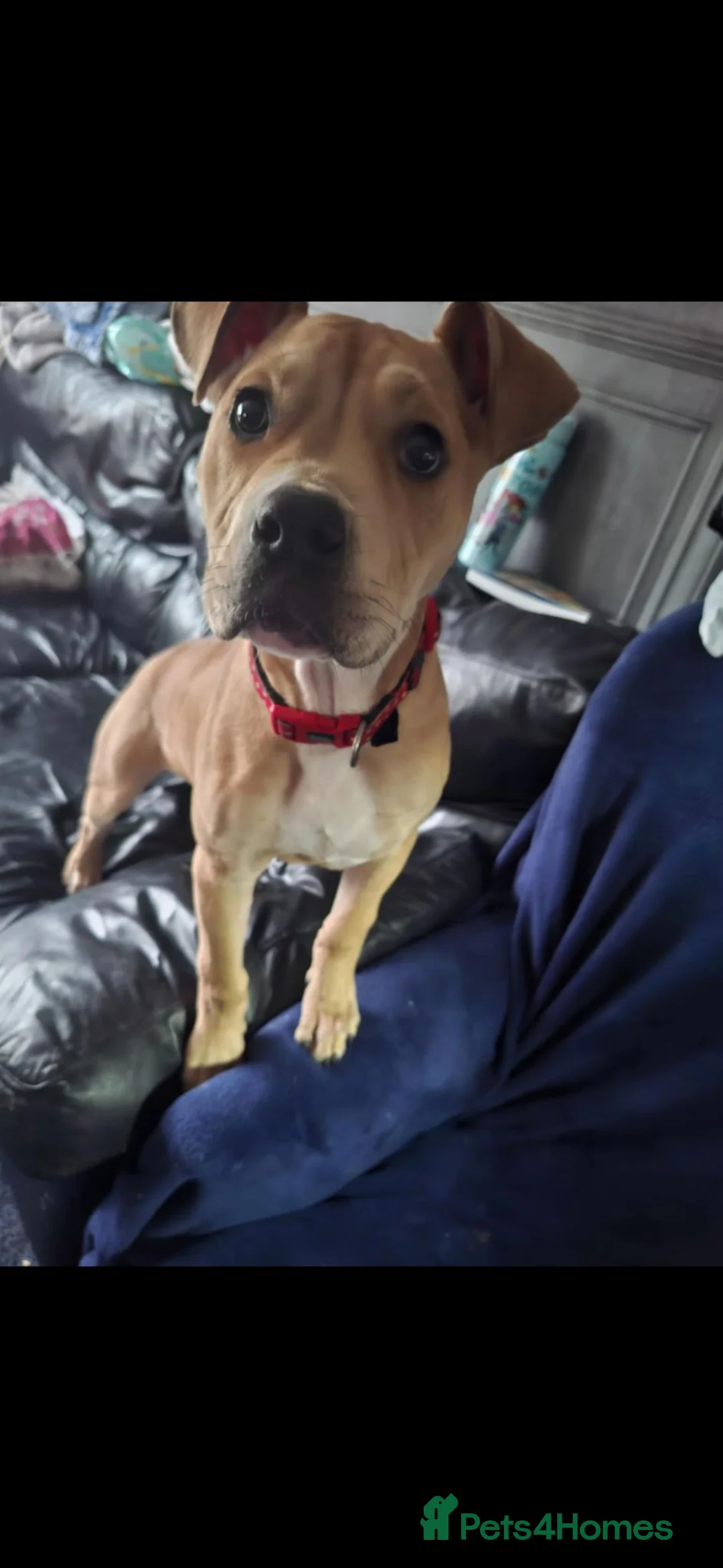 Staffordshire Bull Terrier dogs for sale: Poppy! (8 months) in Malvern - Advert 2