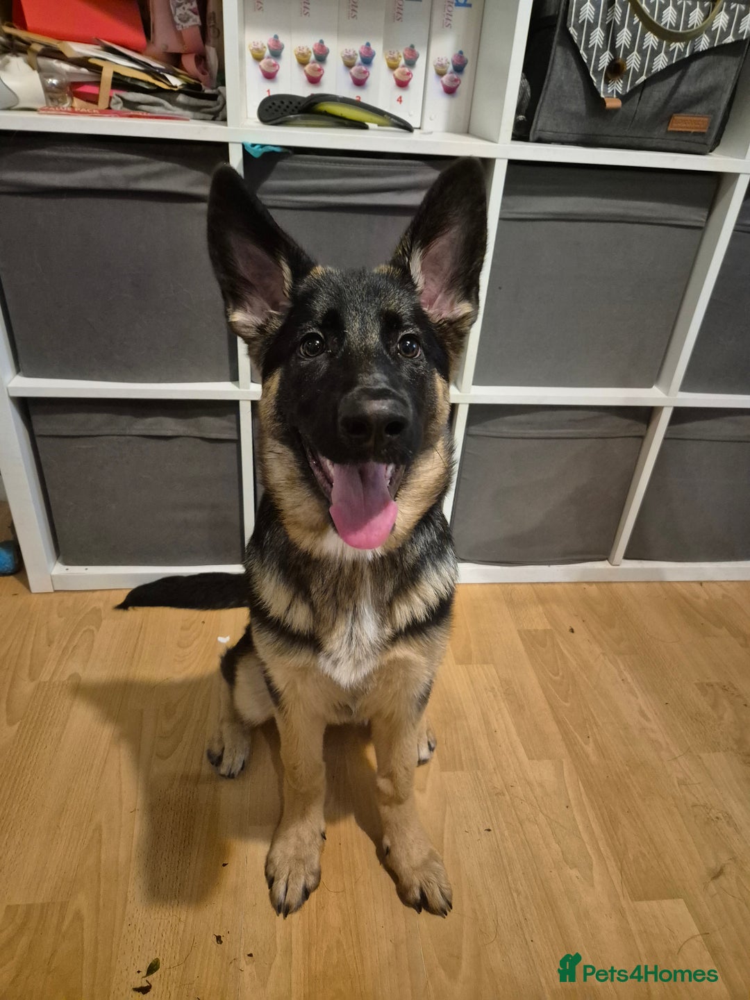 German Shepherd dogs for sale: German shepherd bitch  - Advert 1