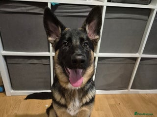 German Shepherd dogs German shepherd bitch - Advert 1