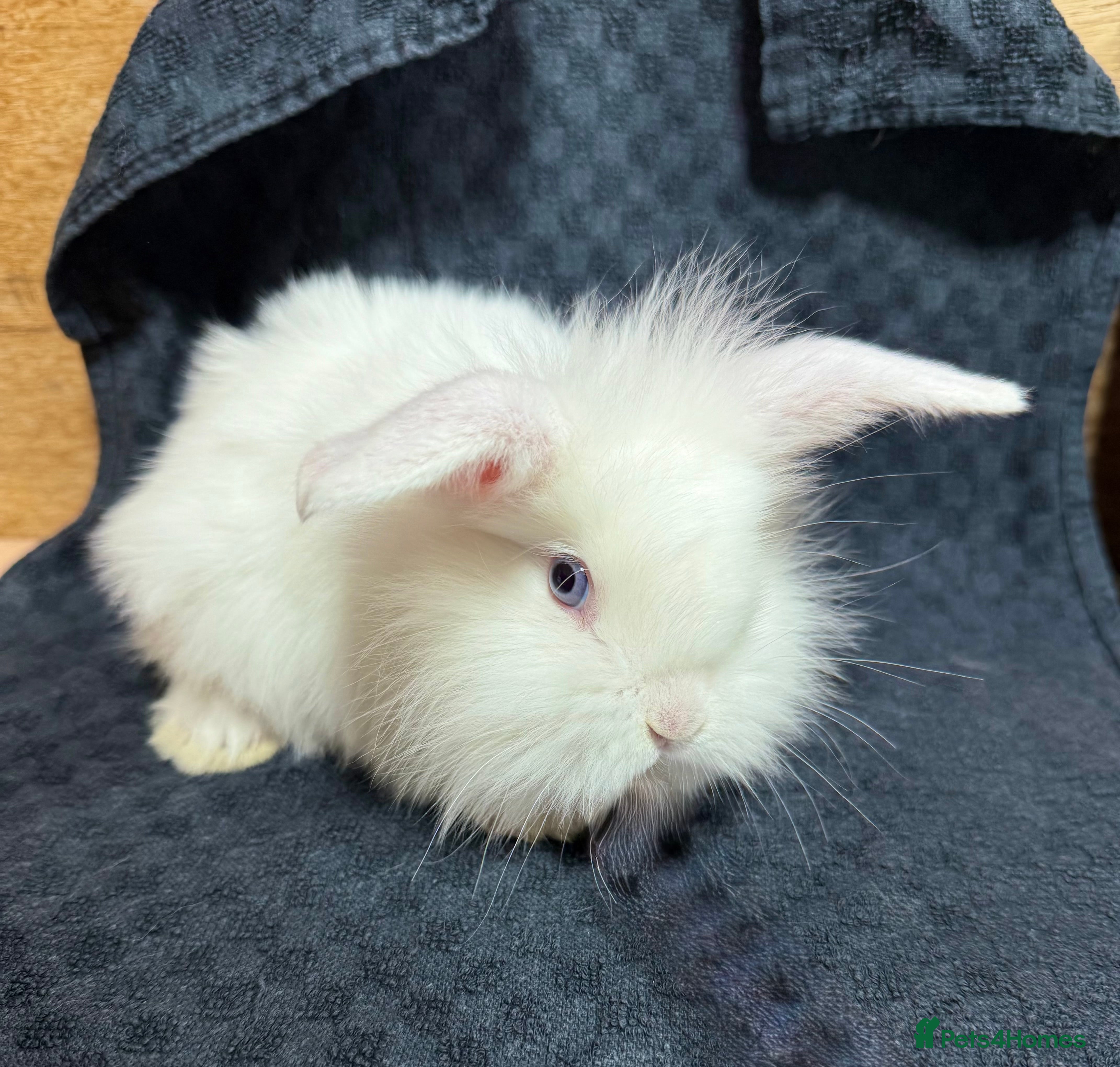 Mixed Breed rabbits Last Baby Girl Mini Lion Lop - Advert 1