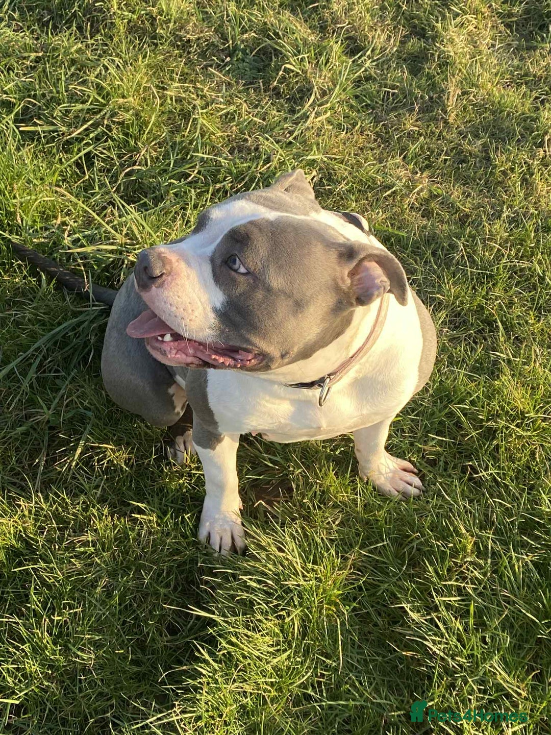 American Bulldog dogs for sale: Blue American bulldog pure breed!  - Image 5