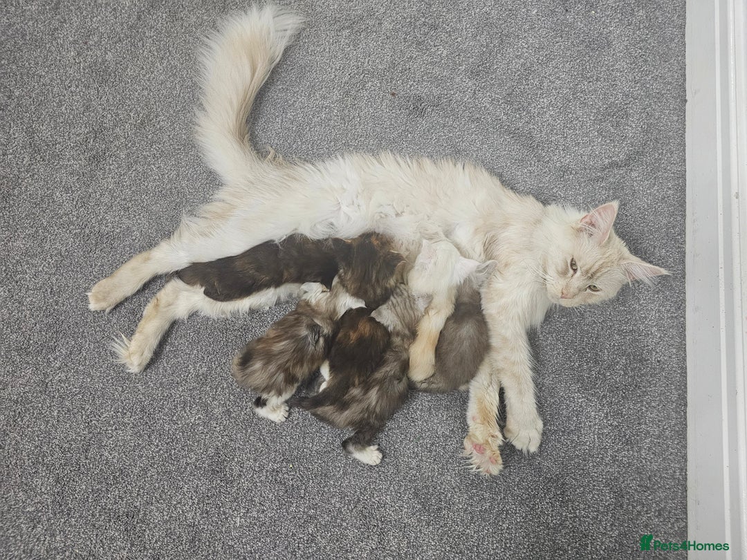 Maine Coon cats for sale:  TICA Maine coon kittens ready to leave - Advert 23